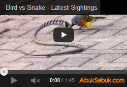 Bird vs Snake