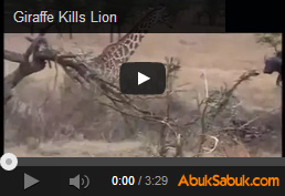 Arslan zürafanın yavrusunu öldürünce